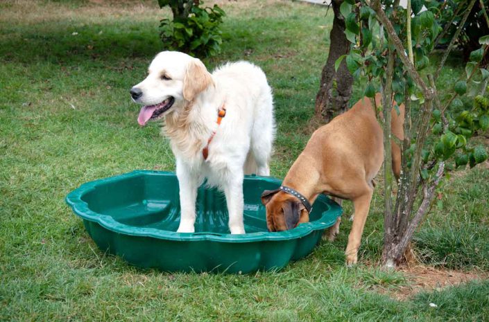 garde chiens lisieux normandie