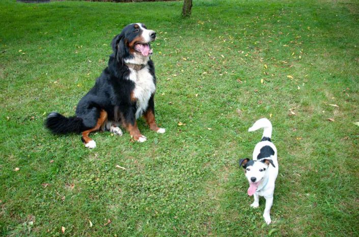 garde familiale chiens lisieux normandie