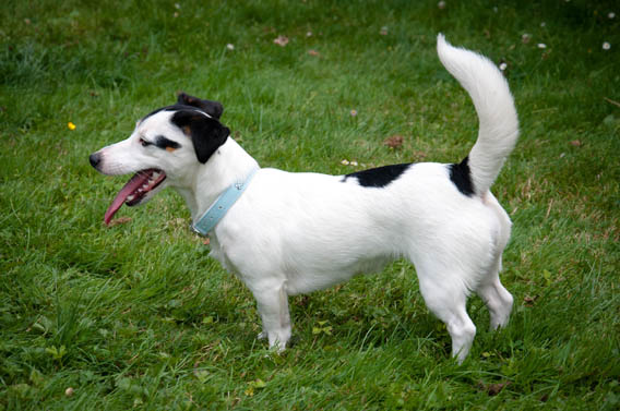 garderie chien bernay eure normandie