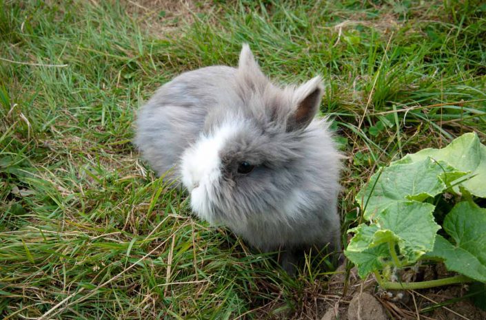 garderie nac lapin lisieux calvados normandie