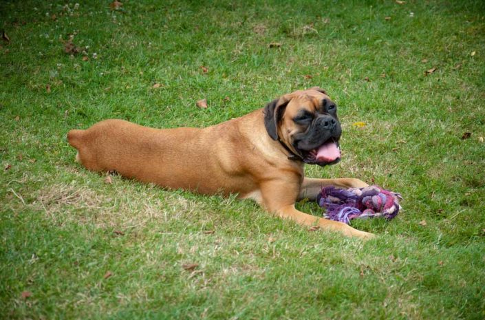 lisieux pension canine