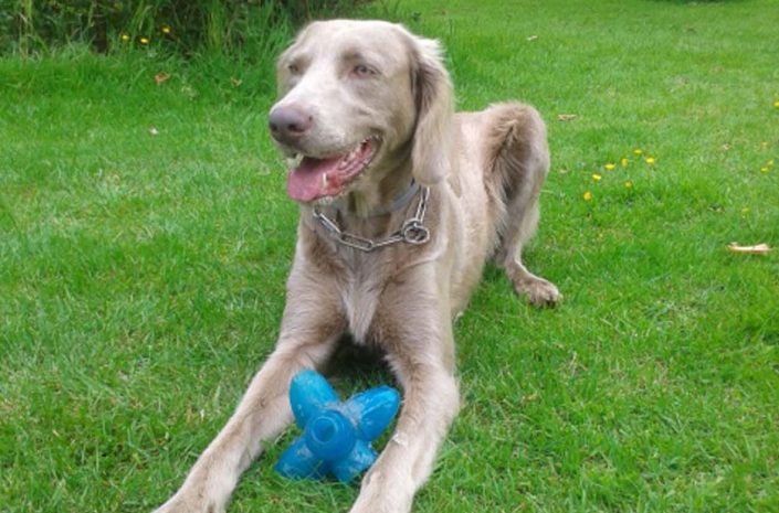 pension canine chien calvados