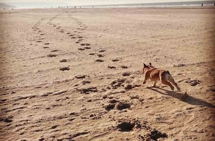 promenade chiens plage mer calvados normandie