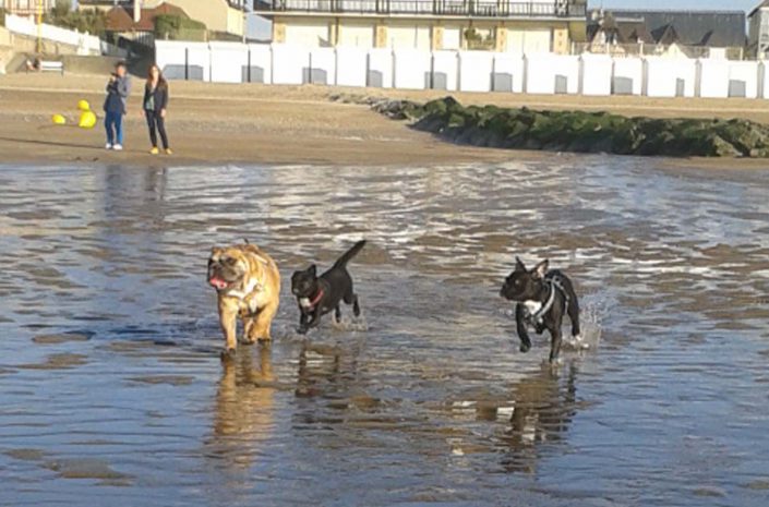 promenade mer chiens côte fleurie